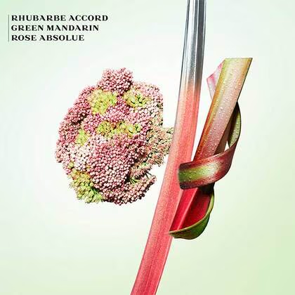 Les Infusion de Rhubarbe